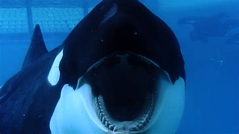 Blackfish .